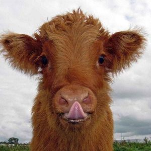 Meet your Posher, Joanne